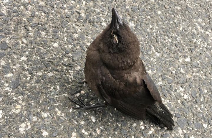 A sick bird with crusty eyes in a photo provided by the United States Geological Survey.