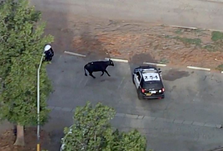 This aerial video still image provided by KABC-7 shows a cow and police car in the Whittier Narrows recreation area in South El Monte, California on Thursday, June 24, 2021. (KABC-7 via AP)