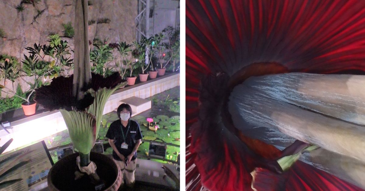 「ショクダイオオコンニャク」とは？ 世界最大級の「お化け花」が都内で開花