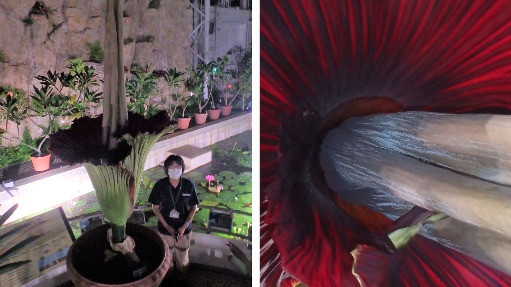 ショクダイオオコンニャク とは 世界最大級の お化け花 が都内で開花 ハフポスト ショクダイオオコンニャク とは 世界最大級の お化け花 が都内で開花 ハフポスト