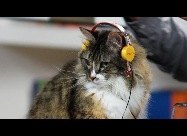 Cat Headphones