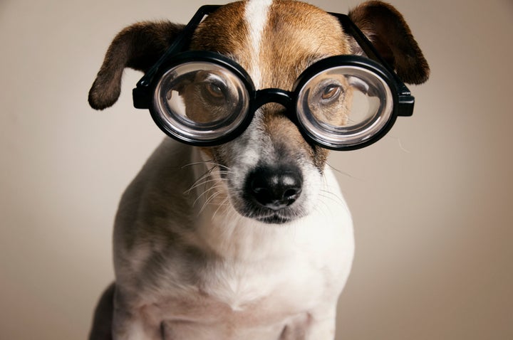 Serious Dog with Geek Glasses