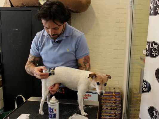 are fake tattoos safe for dogs