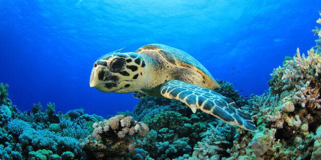 hawksbill sea turtle on a coral ...