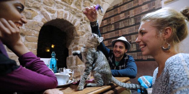 A consumer plays with a cat at the 'Cafe des chats' (Cat Cafe) in Paris on September 16, 2013. This is the first 'cat cafe' in Paris, where customers can enjoy a drink while playing with one of the cats at the premises. The idea is inspired by a Japanese concept. AFP PHOTO FRANCOIS GUILLOT (Photo credit should read FRANCOIS GUILLOT/AFP/Getty Images)