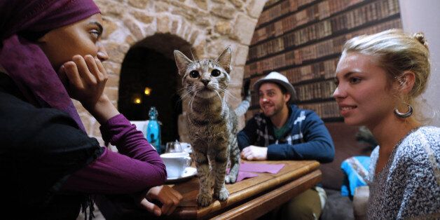 A cat stands on a table among consumers at the 'Cafe des chats' (Cat Cafe) in Paris on September 16, 2013. This is the first 'cat cafe' in Paris, where customers can enjoy a drink while playing with one of the cats at the premises. The idea is inspired by a Japanese concept. AFP PHOTO FRANCOIS GUILLOT (Photo credit should read FRANCOIS GUILLOT/AFP/Getty Images)