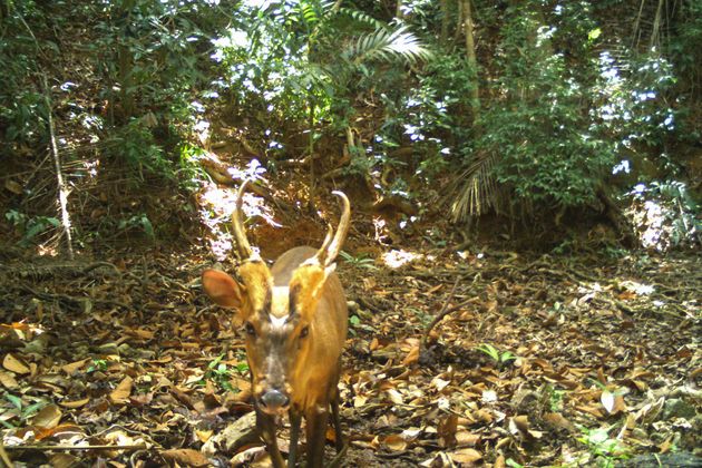 Une photo prise par une caméra automatique dans une forêt du Cambodge le 11 avril 2021.