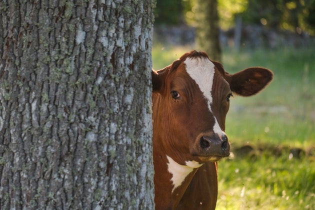 A Los Angeles Une Vache Graciee Apres Son Evasion D Un Abattoir Le Huffpost A Los Angeles Une Vache Graciee Apres Son Evasion D Un Abattoir Le Huffpost
