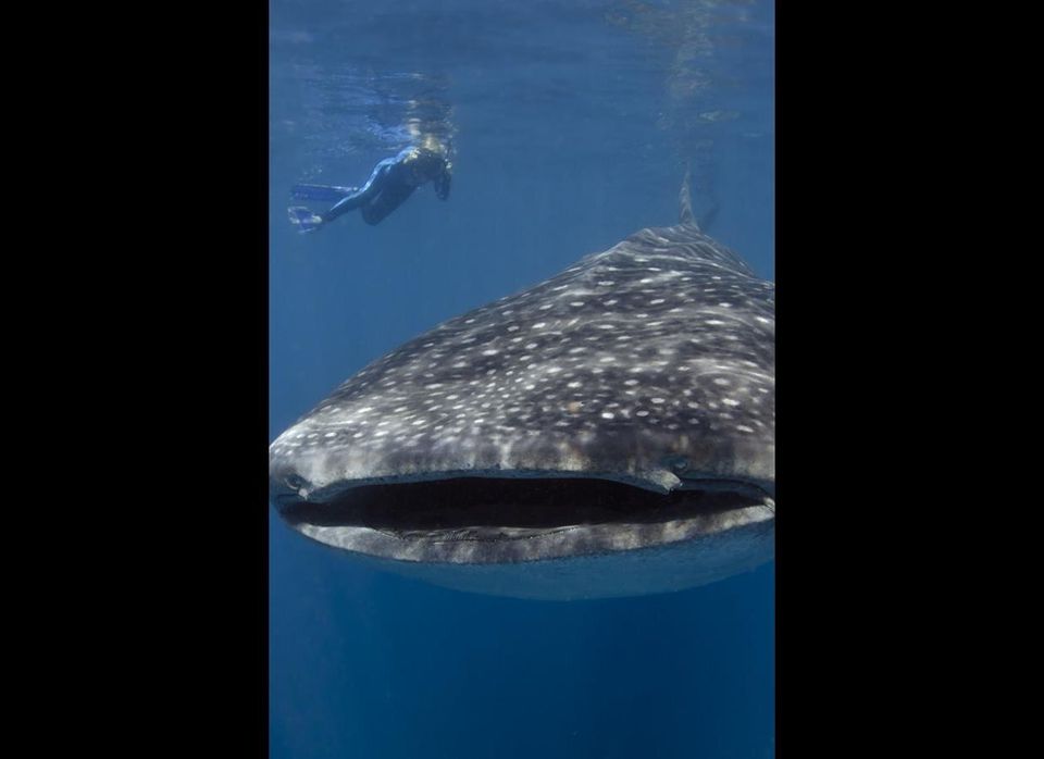 Whale Sharks in Isla Mujeres, Mexico