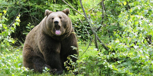 wild brown bear in forest