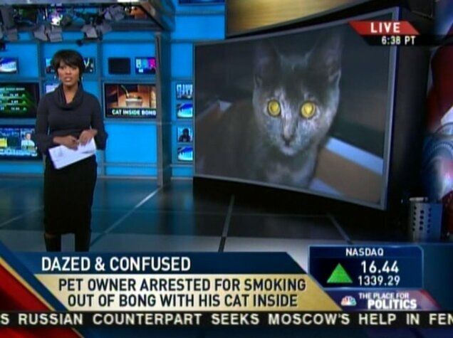 Cat In Bong: Man Arrested For Smoking Bong With Cat Inside (VIDEO ...