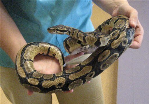 Man Bites PYTHON! | HuffPost Latest News