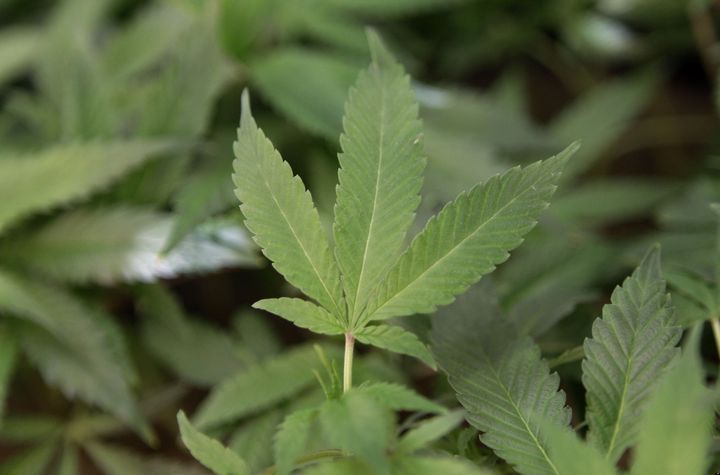 weGrow, 'Wal-Mart Of Weed,' Set To Open In Sacramento | HuffPost Latest ...