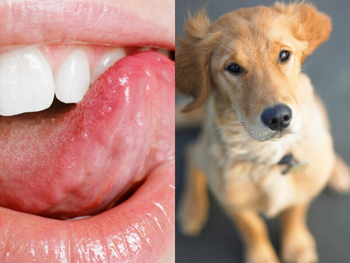 is a dogs mouth cleaner than a human mouth