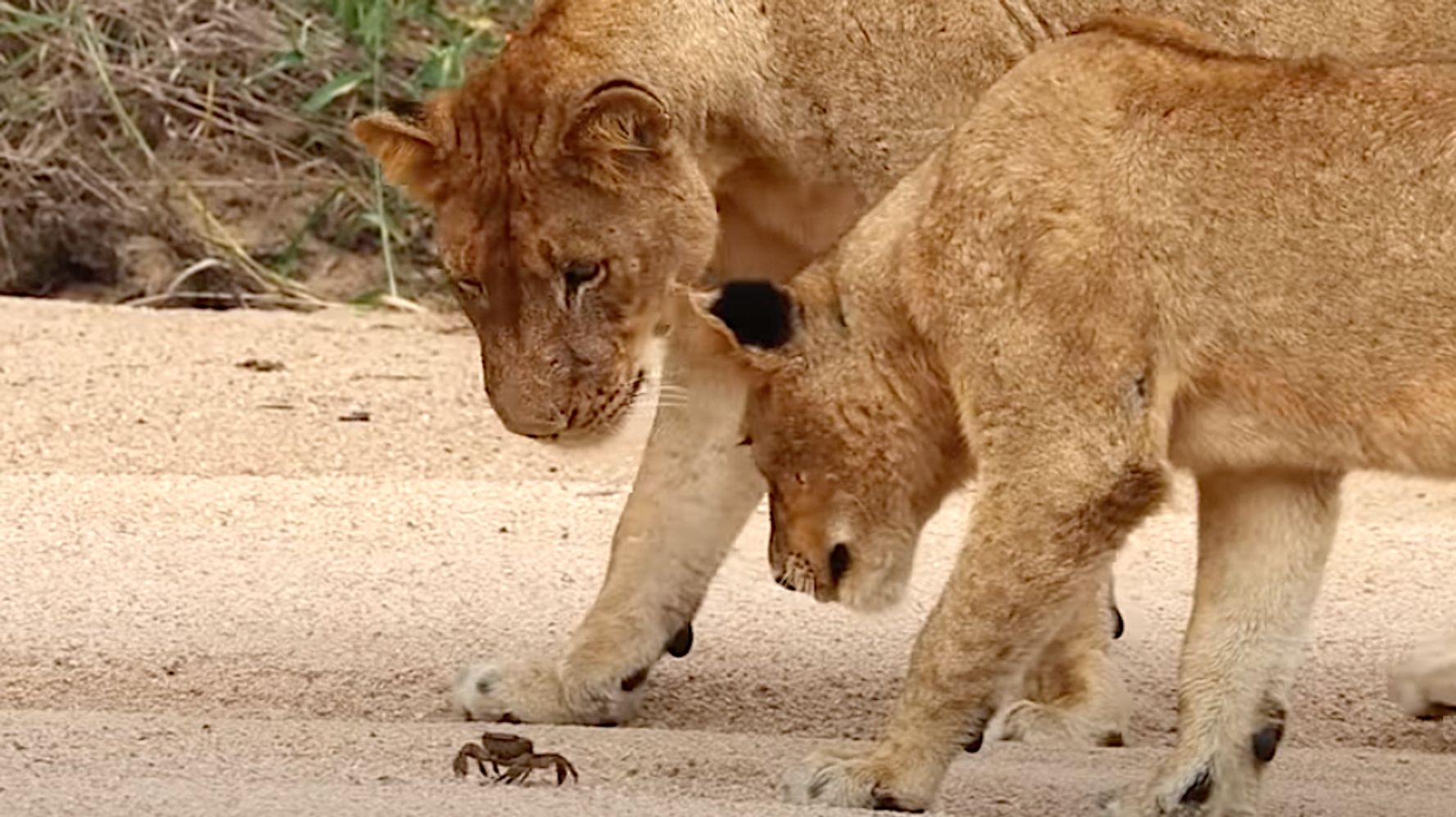 'Brave Little Crab' Mesmerizes Pride Of Lions In South Africa