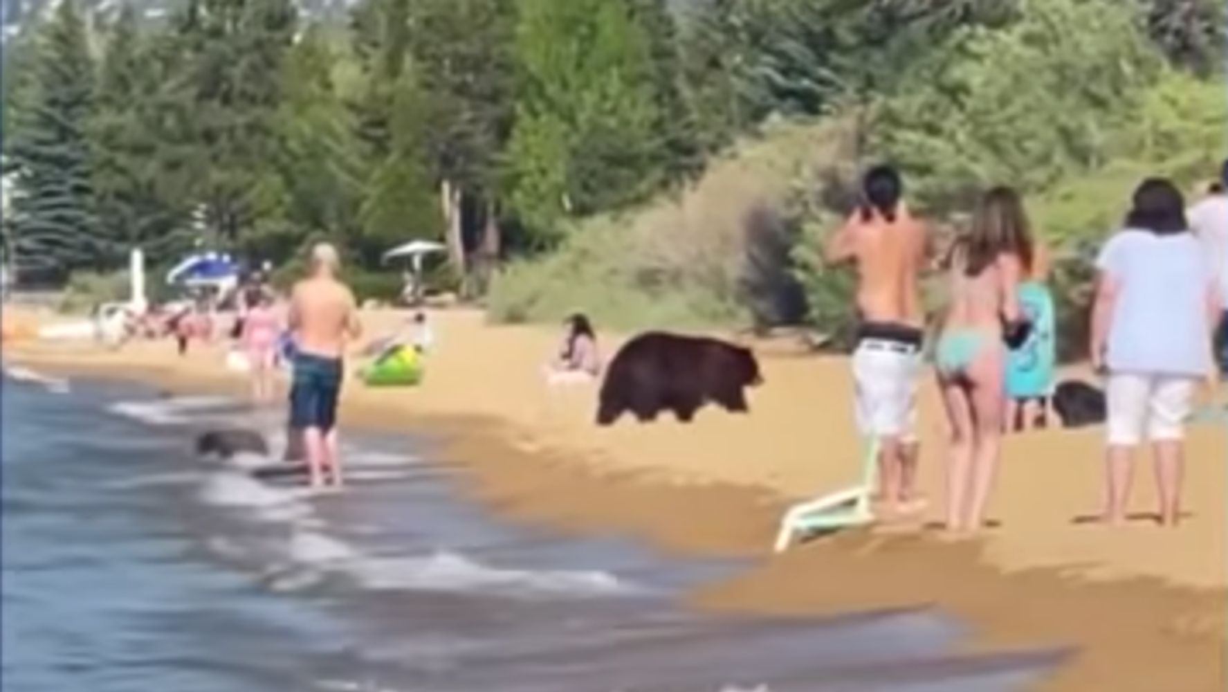 Black Bear And 3 Cubs Frolic Around Crowded Beach And Steal Someone’s Lunch