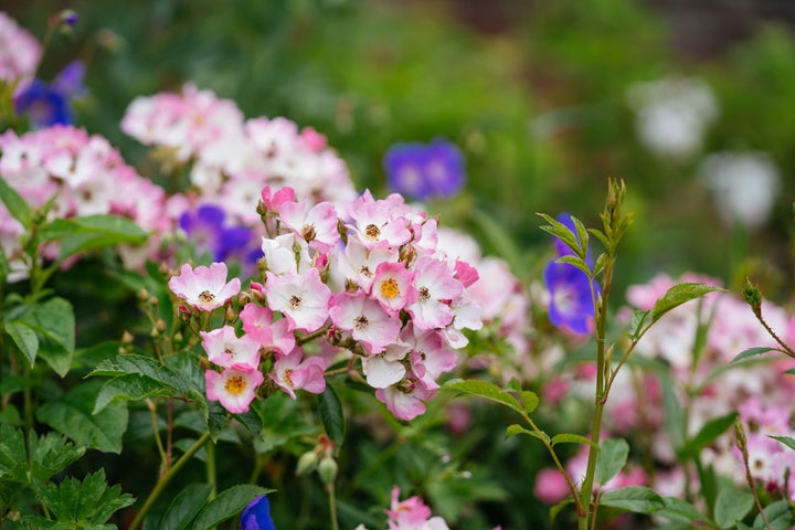 Five varieties of rose including Ballerina, pictured, have been planted