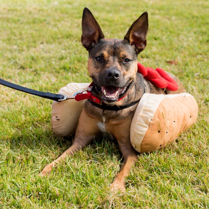 Hot dog! Don't forget about your furry friends, ensuring they have shade and fresh, cool water available to them.