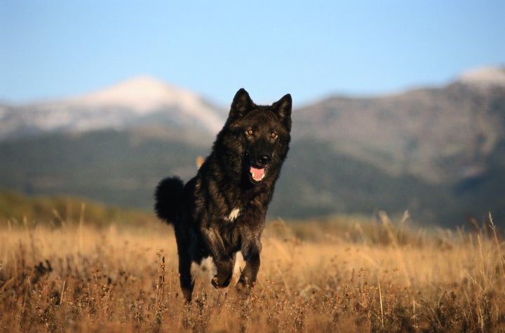 A black color-phase juvenile gray wolf runs through an Idaho field. 