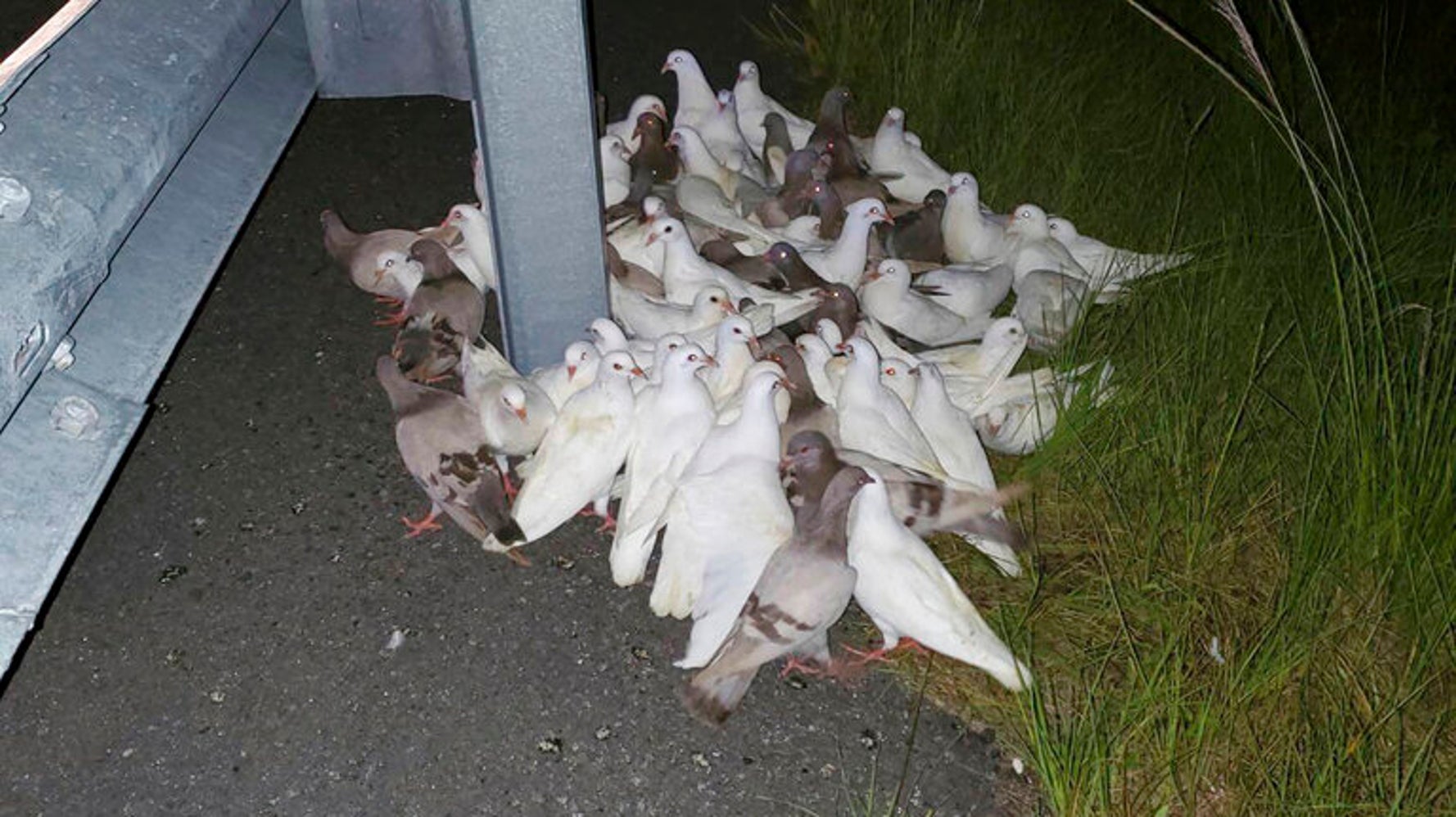 'Homing Pigeons That Can’t Find Their Home’ Block I-95 Exit