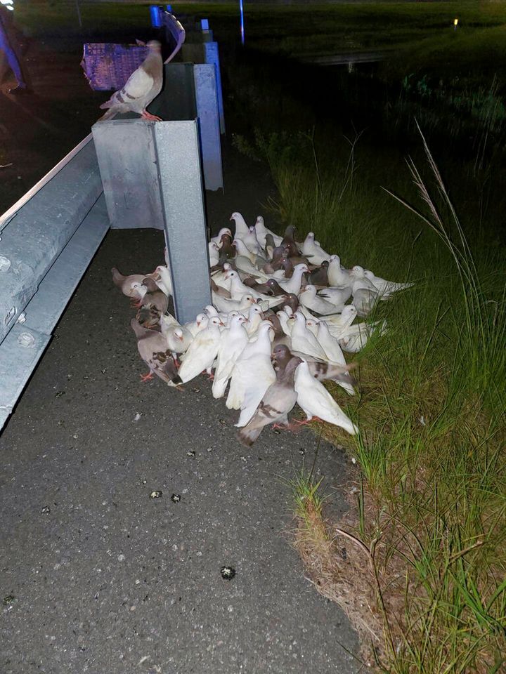 This photo provided by Volusia County Animal Control shows pigeons off an exit on Interstate 95, in Florida. A crate carrying 100 homing pigeons fell off a truck late Tuesday, June 29, 2021, near Daytona Beach. The exit had to be closed for three hours after the pigeons fell off and refused to move, posing a driving hazard to motorists, officials said. (Officer Alicia Dease/Volusia County Animal Control via AP)