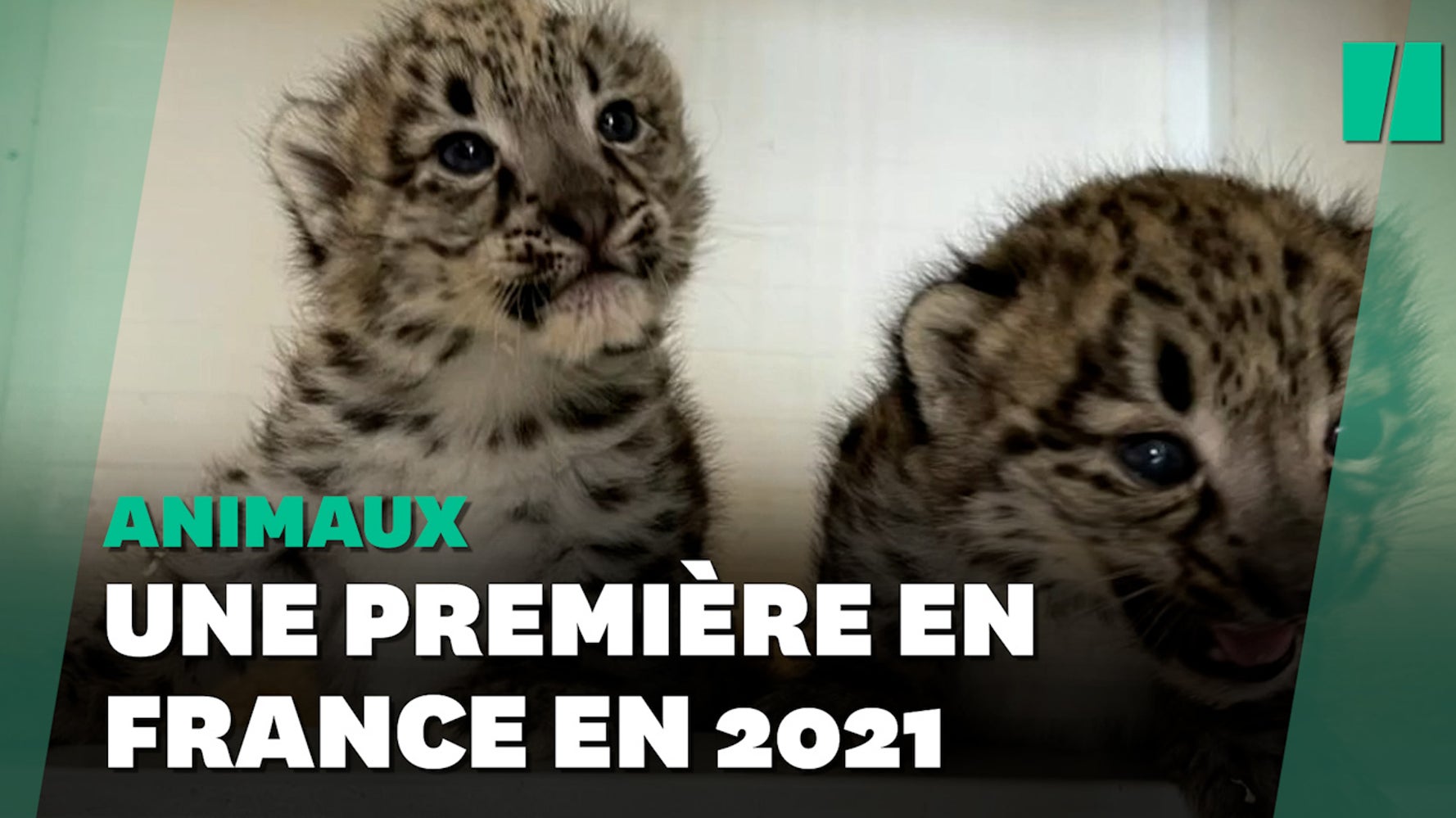 Deux Pantheres Des Neiges Naissent Dans Un Bioparc En Maine Et Loire Le Huffpost