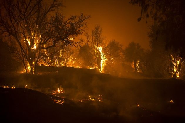 Une forêt en feu dans la chaîne de montagne de Throodos à Chypre, le 3 juillet 221