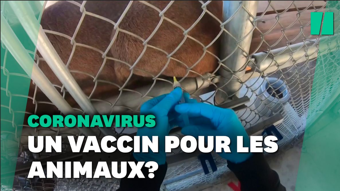 Contre le Covid, ce zoo en Californie teste un vaccin expérimental sur ses animaux