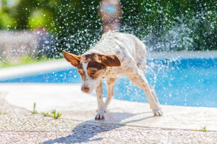 Perro saliendo del agua sacudiéndose.