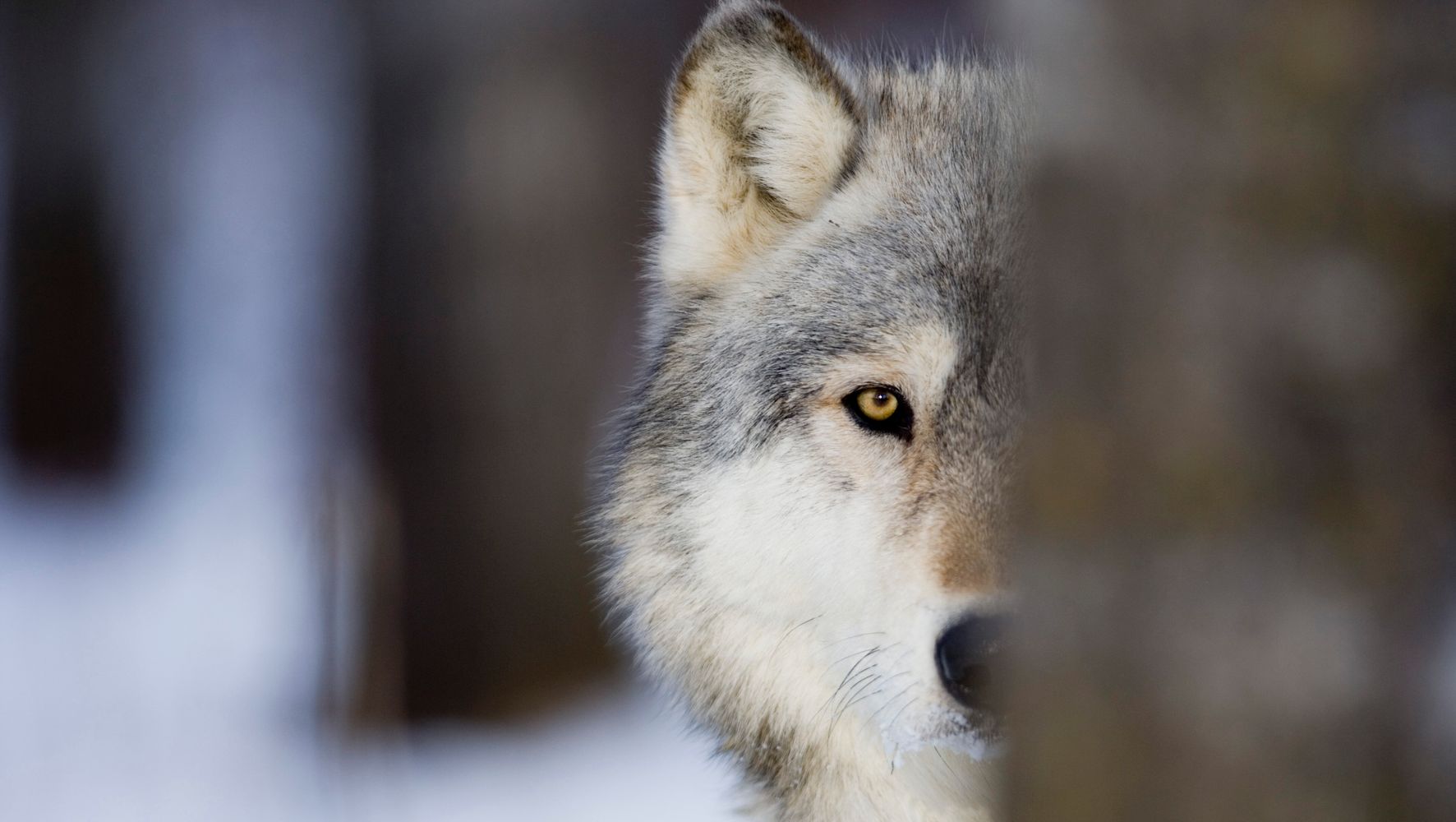 Up To Third Of Wisconsin's Wolves Killed After Removal From Endangered Species List