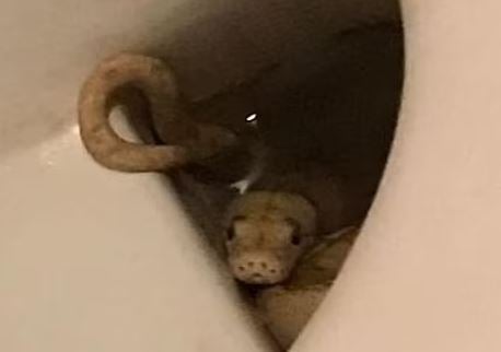 화장실옆집 이미지