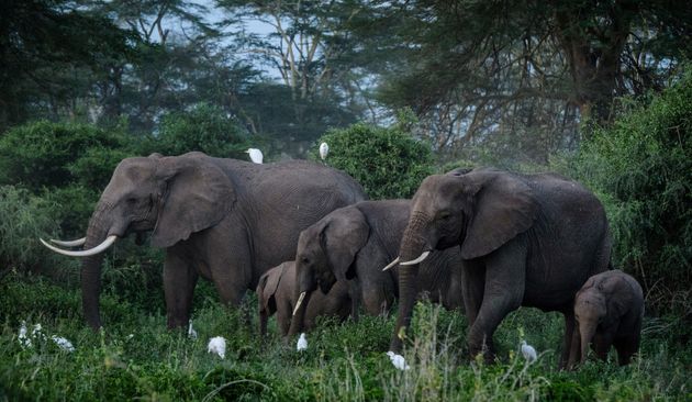 Le Kenya abrite déjà plusieurs sanctuaires à éléphants, comme sur cette photo à Kimana. (Photo d'illustration)