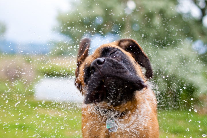 Perro refrescándose con el agua.