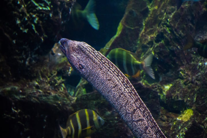 Mediterranean moray fish in underwater scene view in the Barcelona's aquarium. Catalonia Europe.