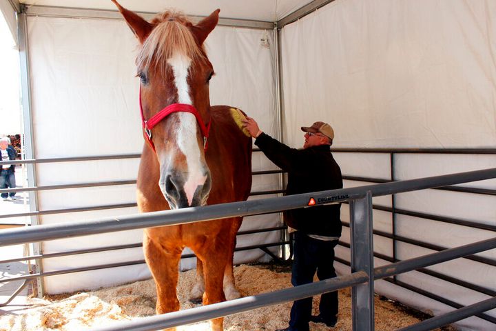 Jerry Gilbert brushes Big Jake at the Midwest Horse Fair in Madison, Wisc., in this Friday, April 11, 2014, file photo. The worldâs tallest horse has died in Wisconsin. WMTV reported Monday, July 5, 2021, that the 20-year-old Belgian named âBig Jakeâ died several weeks ago. Big Jake lived on Smokey Hollow Farm in Poynette. Big Jake was 6-foot-10 and weighed 2,500 pounds. The Guinness Book of World Records certified him as the worldâs tallest living horse in 2010. The farmâs owner, Jerry Gilbert, says Big Jake was a âsuperstarâ and a âtruly magnificent animal.â (AP Photo/Carrie Antlfinger, File)