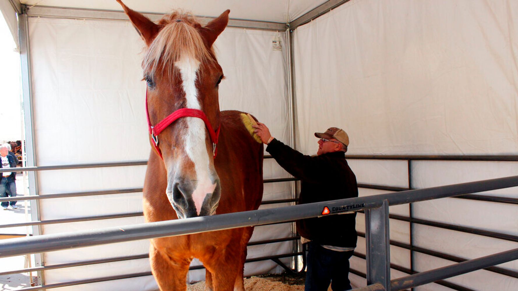 Big Jake, World's Tallest Horse, Dies In Wisconsin At Age 20