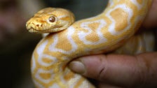 Man Bitten By Neighbor’s Escaped Python In Toilet In Austria Man Bitten By Neighbor’s Escaped Python In Toilet In Austria