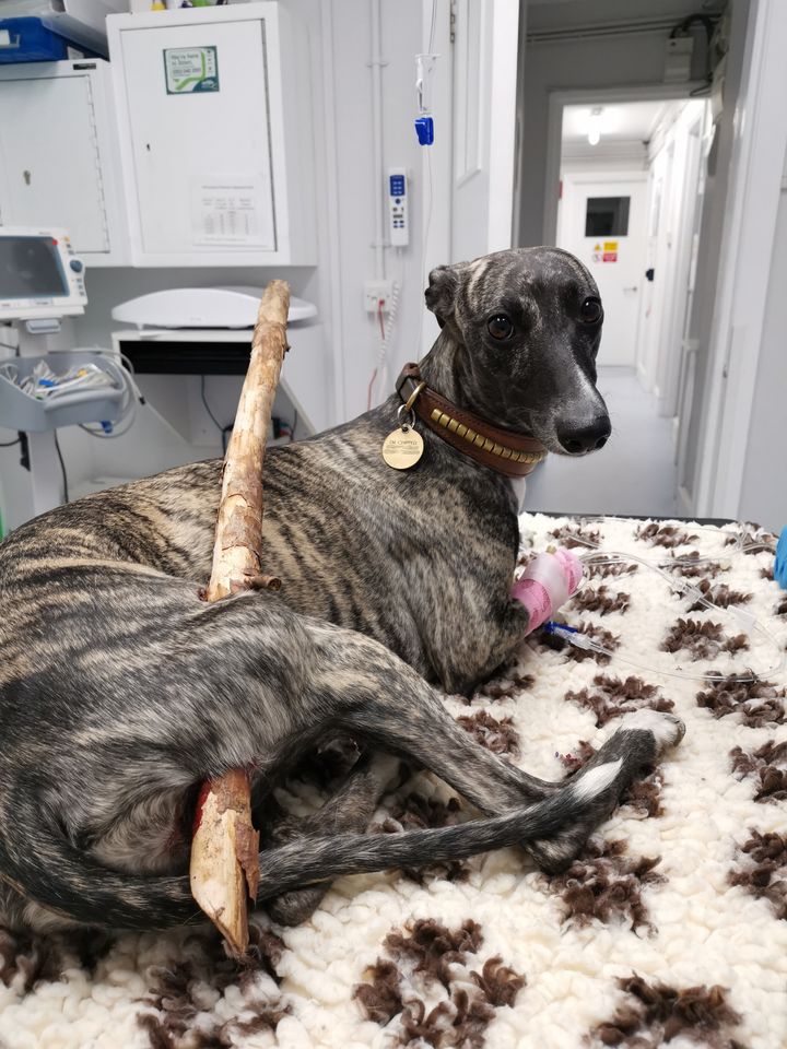 Roxy the whippet puppy waiting for surgery