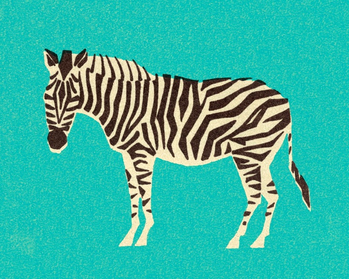 Zebra