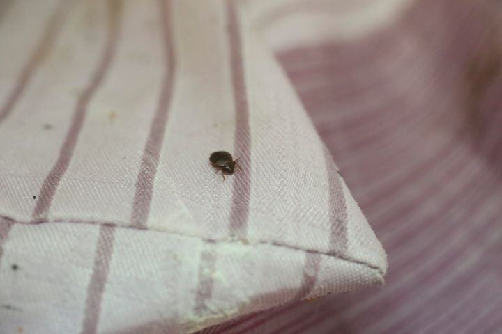 Signs of bed bugs often appear around the seams of mattresses and cushions. 