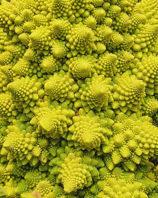 À l’origine, le chou ressemblait plutôt à… un colza ou une moutarde. Comment est-on passé de l’un à l’autre? Comment les fractales du chou romanesco se forment-elles? Une équipe du CNRS vient de percer à jour ces mystères