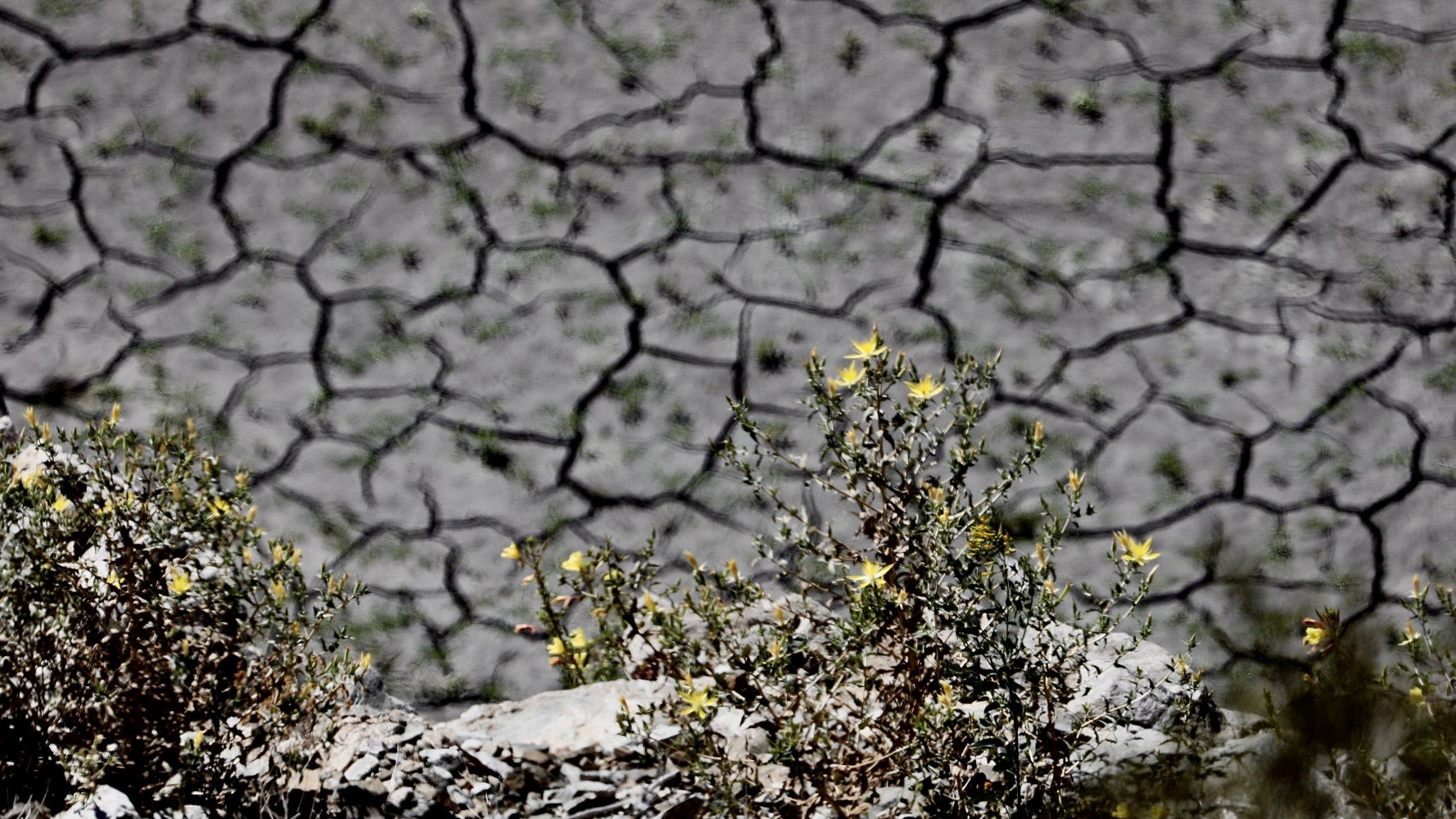 Californians Asked To Voluntarily Cut Water Usage Amid Historic Drought - Vimarsana News