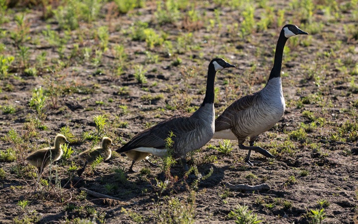Two Canada geese and their babies head for what water is left at Lake Mendocino as the water level dropped to 29% capacity on June 2, 2021, near Ukiah, California.