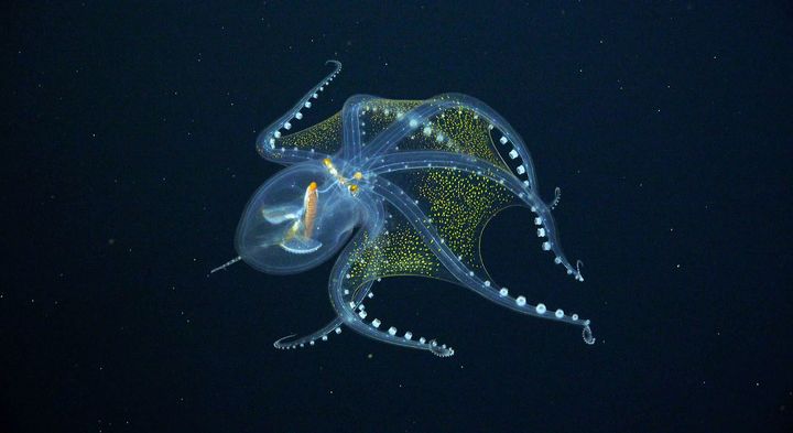 The glass octopus's see-through skin may help the elusive creature hide from both predators and prey.