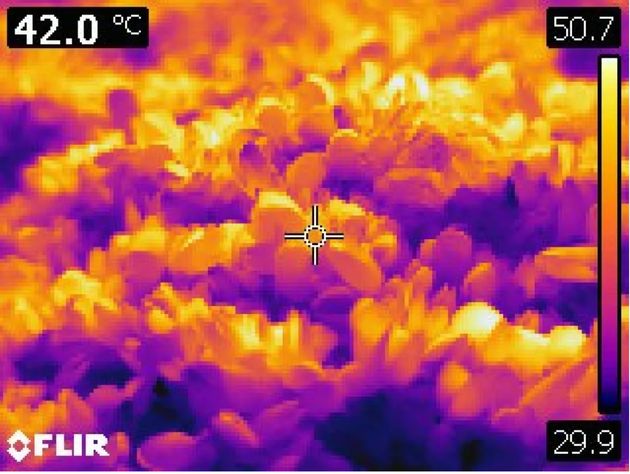 Une image thermique de moules récemment tuées dans le parc Lighthouse à West Vancouver, en Colombie-Britannique, capturée le 28 juin. La barre d'échelle à droite montre les températures les plus chaudes et les plus fraîches enregistrées dans l'image. (Chris Harley/Université de la Colombie-Britannique)