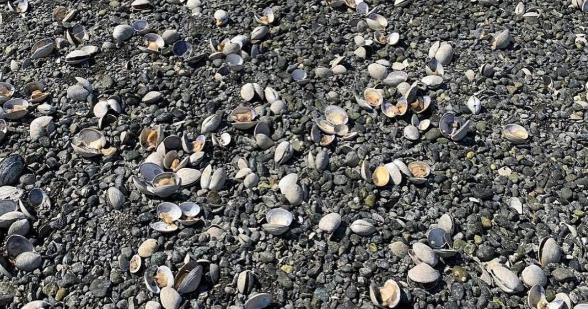Canada: La canicule a exterminé des milliers de créatures marines - Vimarsana News