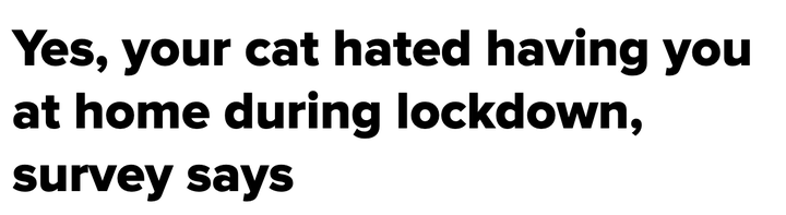 "Yes, your cat hated having you at home during lockdown, survey says"