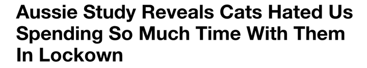 "Aussie Study Reveals Cats Hated Us Spending So Much Time With Them In Lockdown"