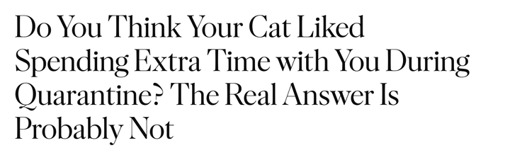 "Do You Think Your Cat Liked Spending Extra Time with You During Quarantine? The Real Answer Is Probably Not"