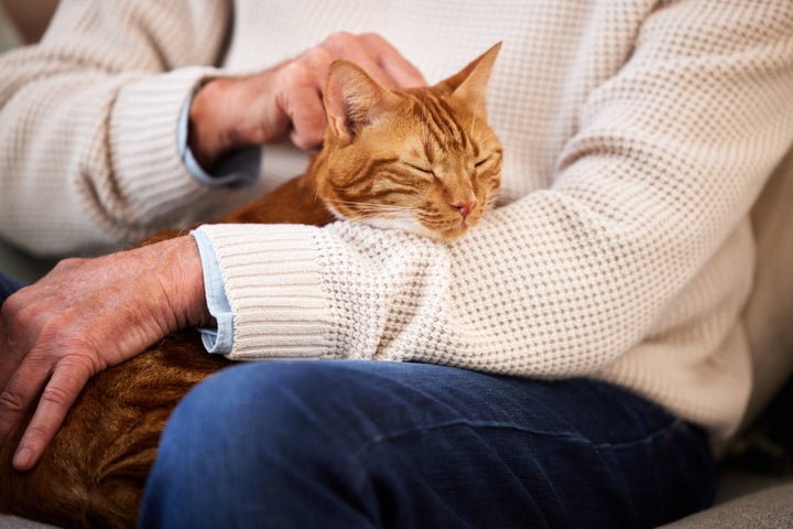 This cat seems to be enjoying human company, for now.